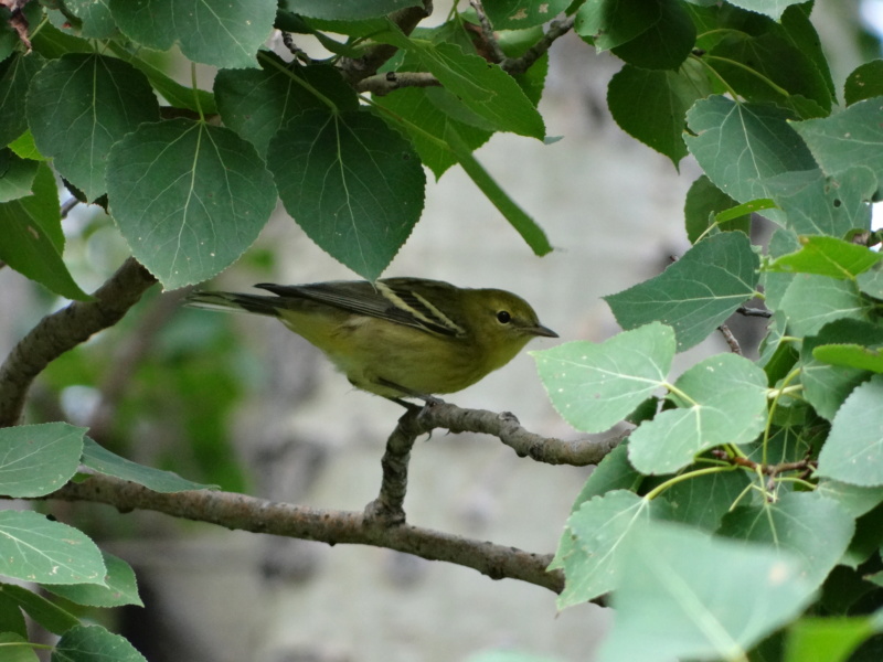 quelques espèces à identifier s.v.p. Dsc00916
