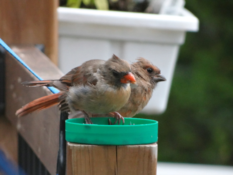 cardinal rouge Dsc03610