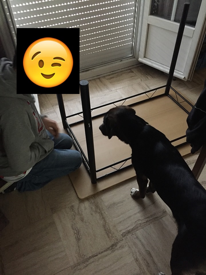 Olaf - mâle x beagle (01/05/2018) 68387910