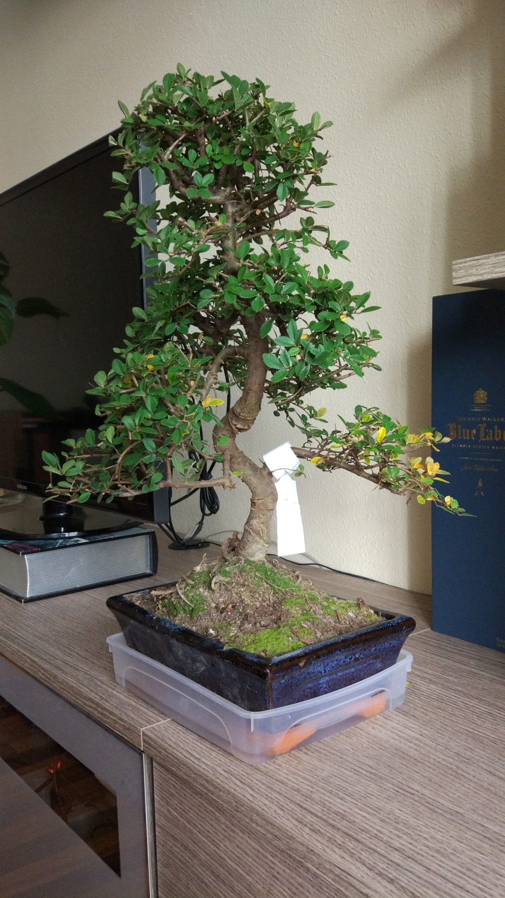 Novato en el mundo del bonsai Img_2010