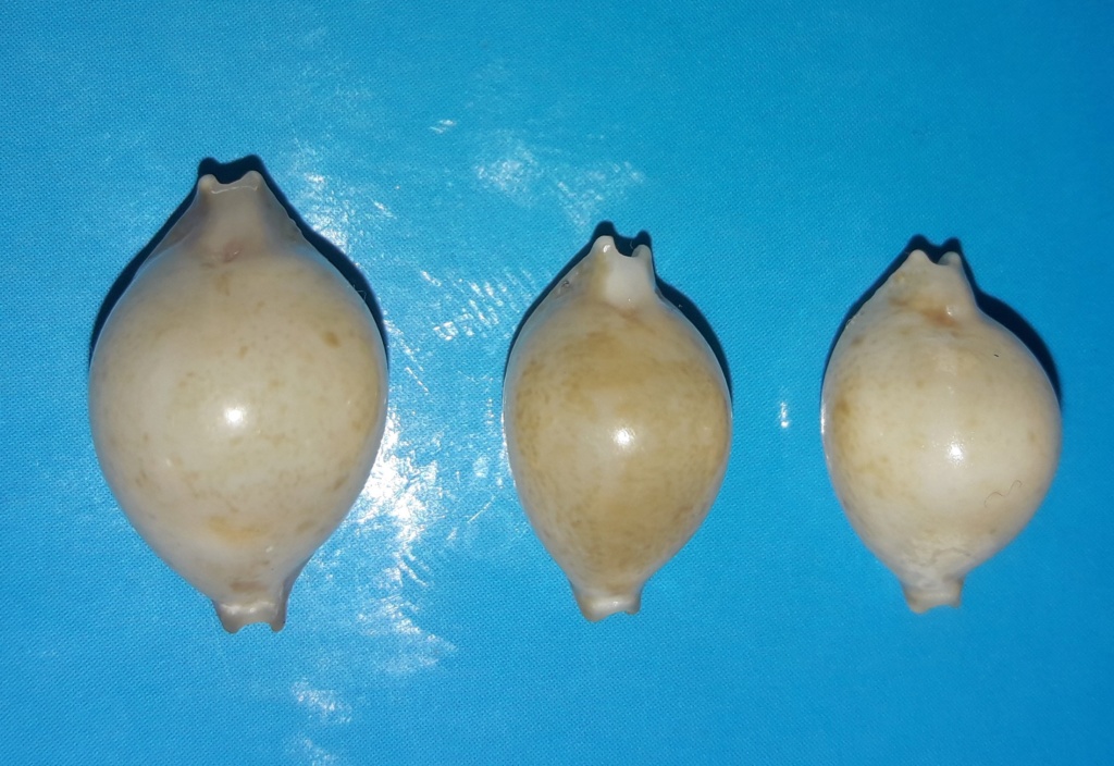 Pustularia cicercula? 20190719