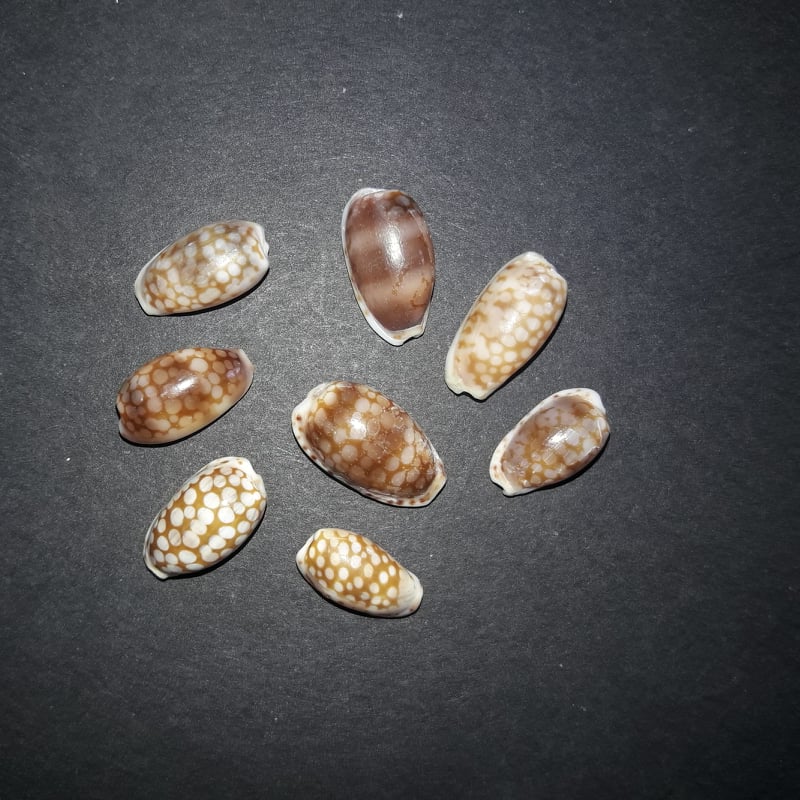 Cribrarula_esontropia_cribellum_(Gaskoin, 1849) 91004710