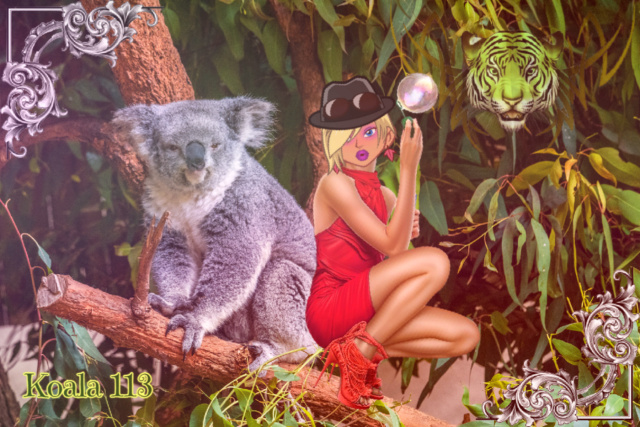SAFARI.2 Koala111