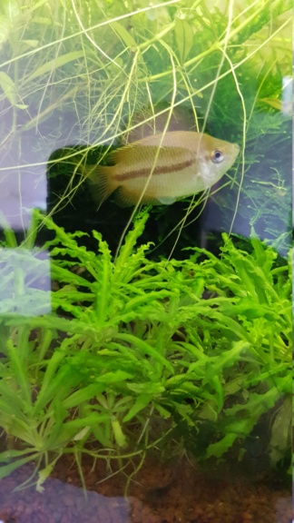 Identification Colisa Chuna 20210311