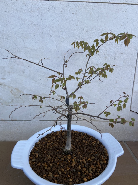 Zelkova serrata 343e4110