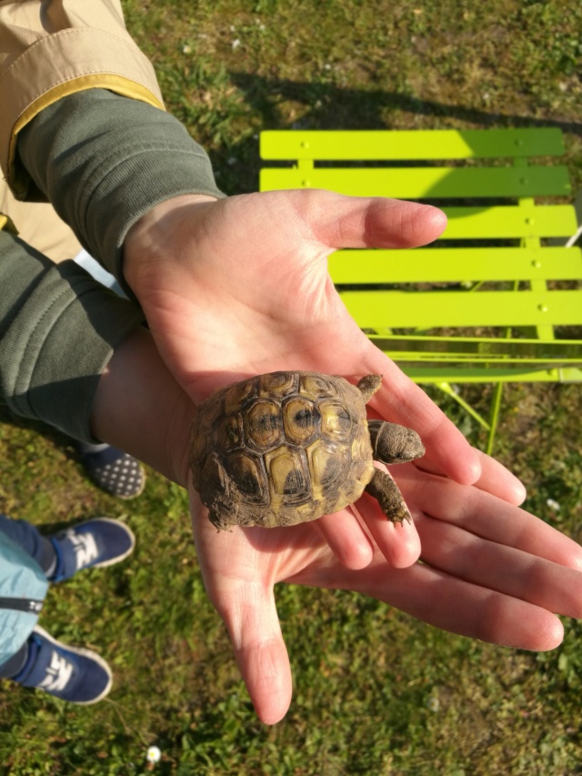 aide pour déterminer l'âge d'une petite tortue de 5 cm  Img_2018