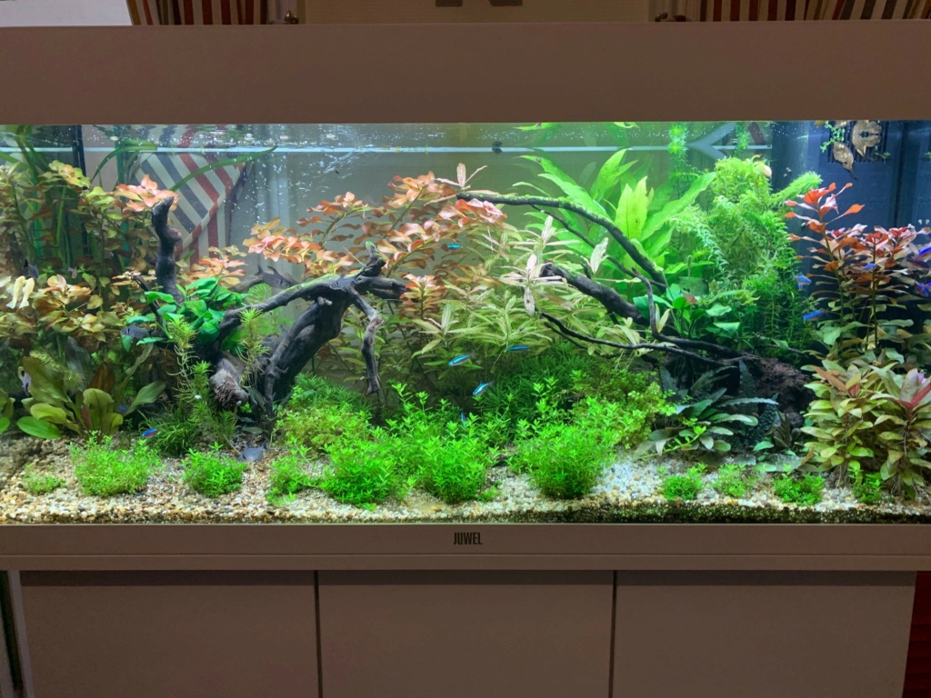 Problème 180L Algues + Plantes mauvaises santés + Odeur Avant12