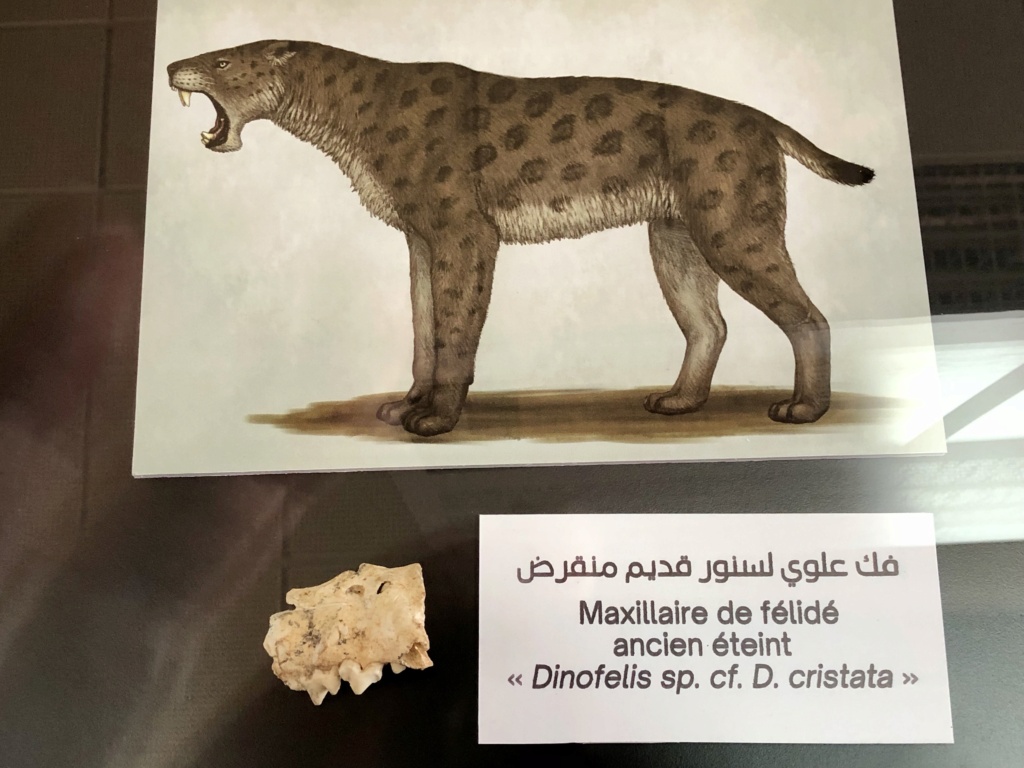 Archéologie et préhistoire au Maroc  Img_e012