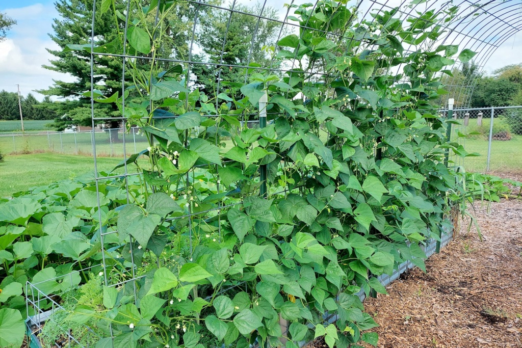 N&C Midwest: September 2022 Beans_11