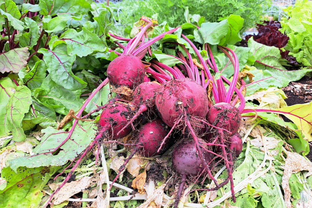 What Have You Picked From Your Garden Today - Page 13 Beets10