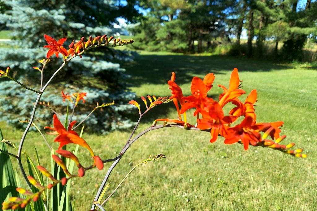 Flowers to attract hummingbirds Crocos10