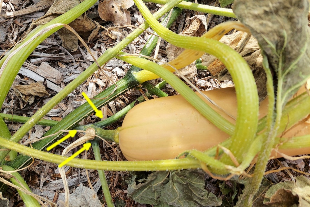 How to Harvest Winter Squash Marked10