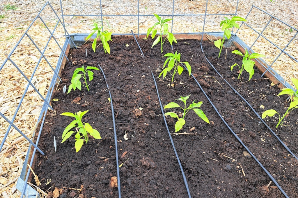 N&C Midwest: June 2023 Pepper13