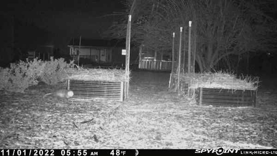 Using Trail Cams to Monitor Garden Critters Possum10