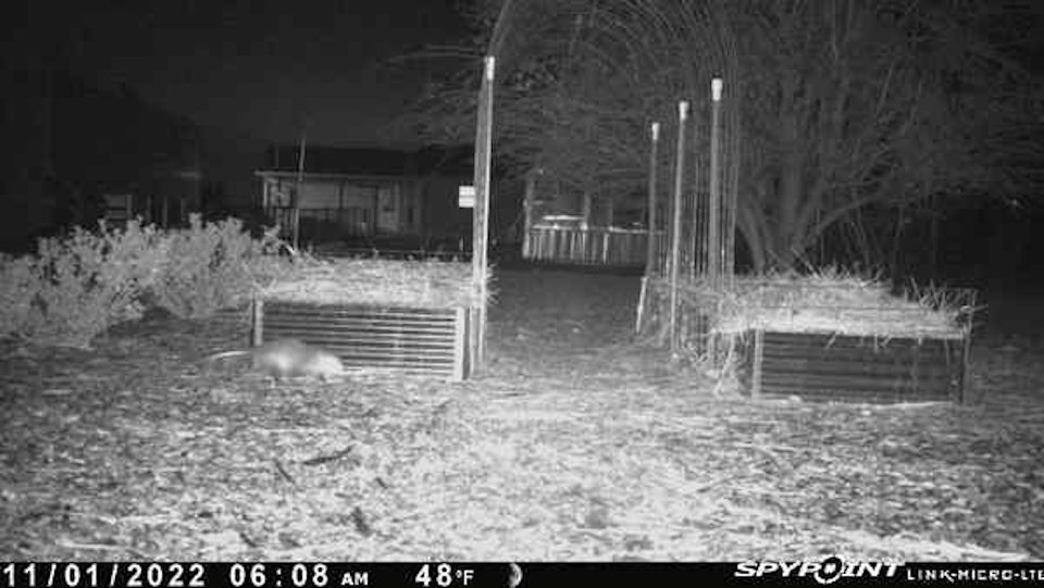 Using Trail Cams to Monitor Garden Critters Possum11