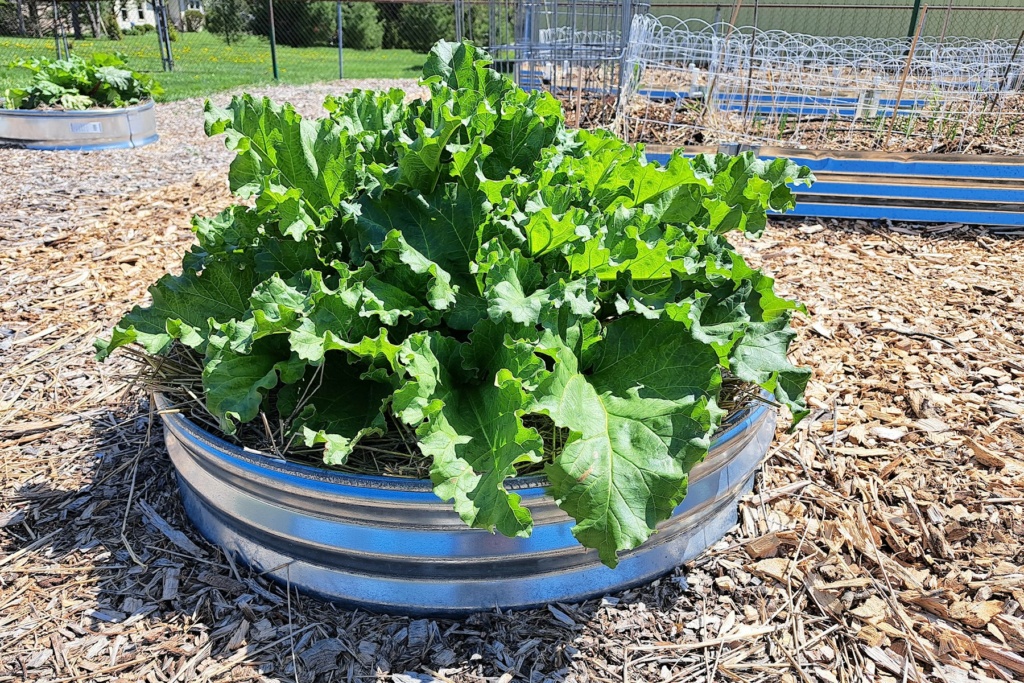 Galvanized Fire Ring for Rhubarb Raised Beds? - Page 2 Rhubar19