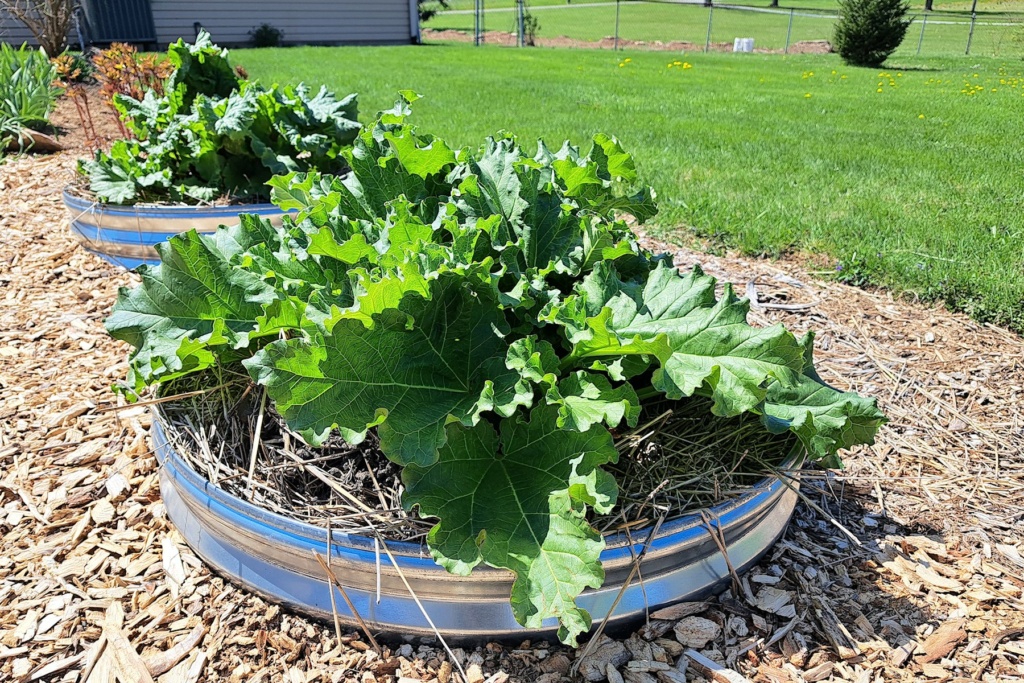 Galvanized Fire Ring for Rhubarb Raised Beds? - Page 2 Rhubar20