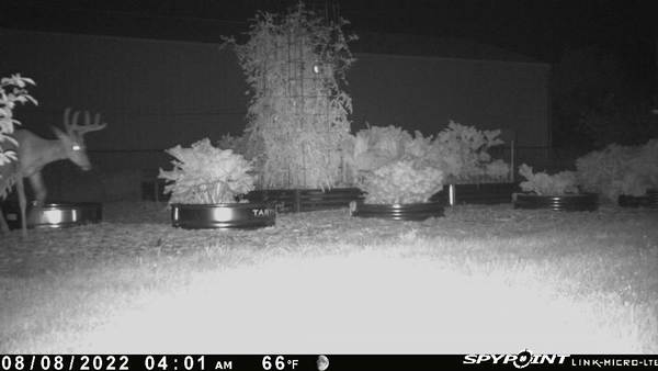 Using Trail Cams to Monitor Garden Critters Spypoi11