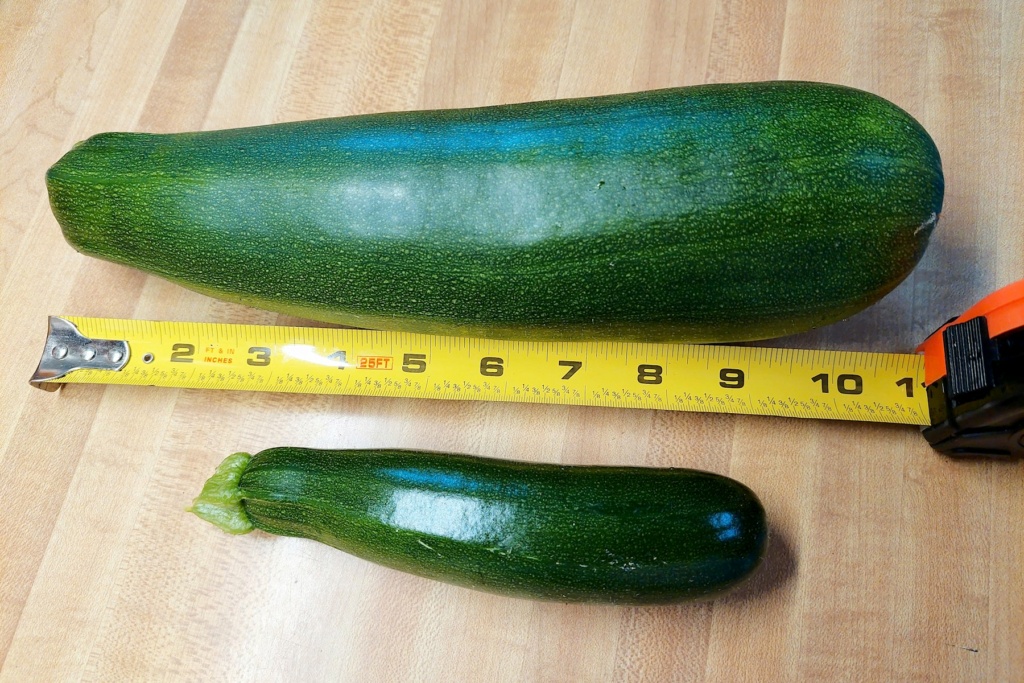 You may have too much Zucchini, when..... - Page 2 Zucchi12