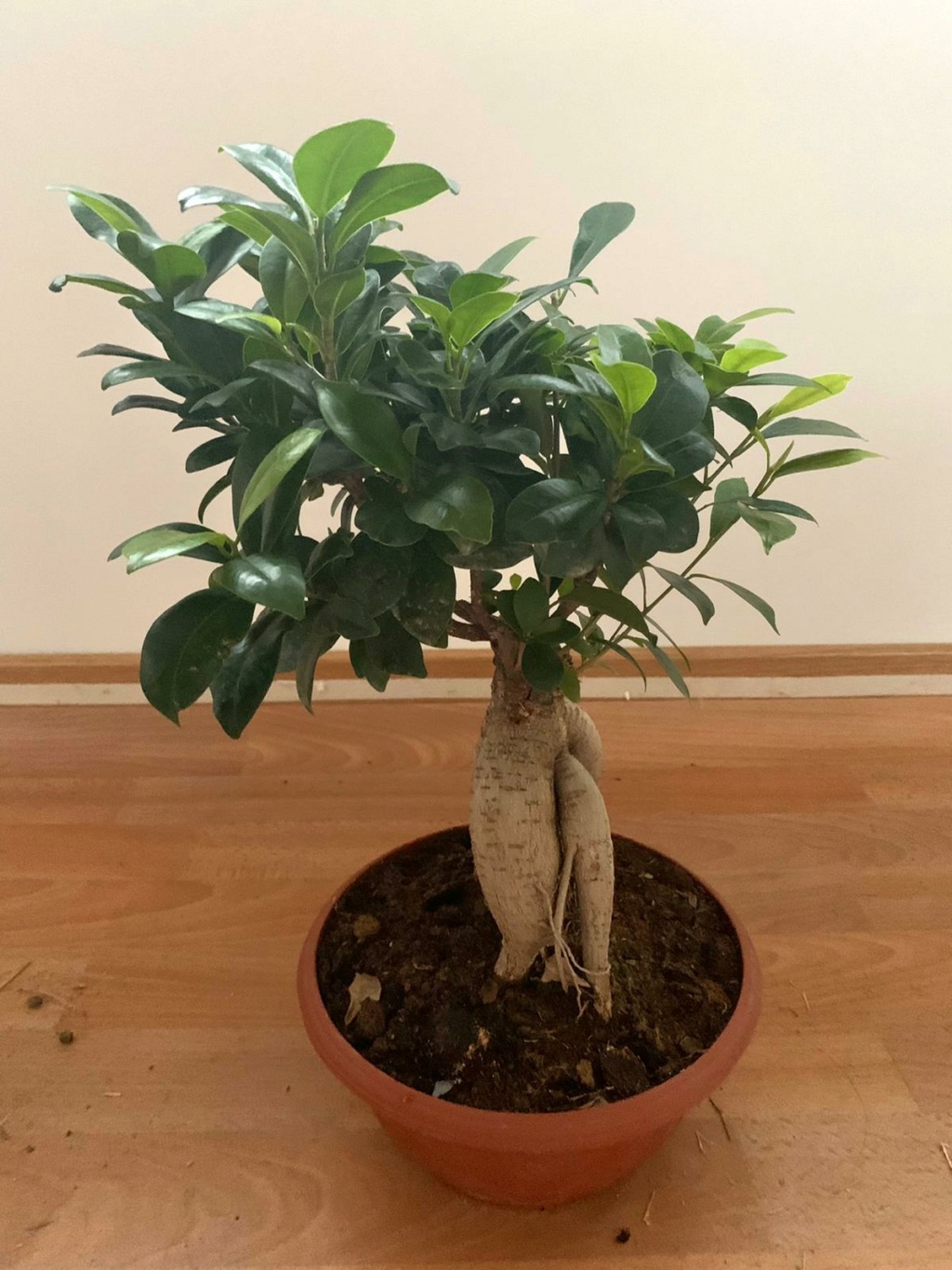 Novato con Ficus-microcarpa-ginseng Latera10