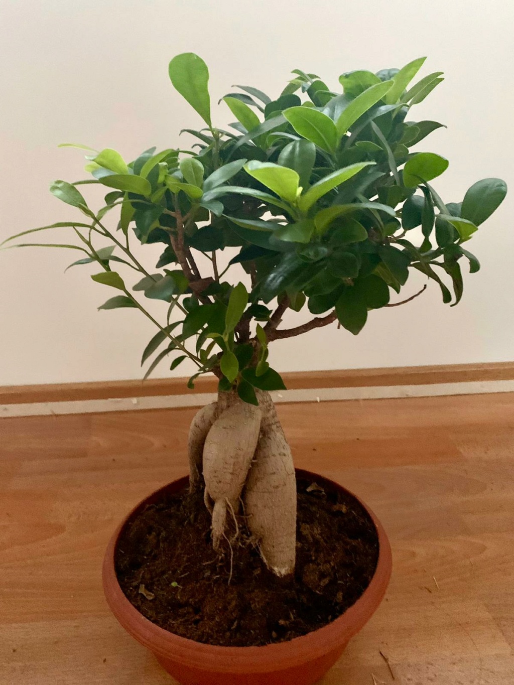 Novato con Ficus-microcarpa-ginseng Latera12