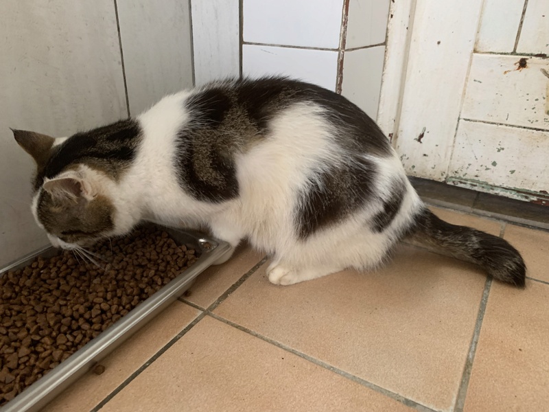 SOS ->OREO (ex Scott) - tigré et blanc (03/07/2018) - Page 5 Img_0829