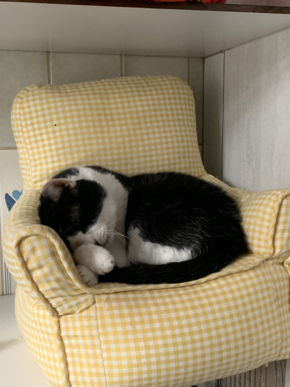 SPENCER - Noir et blanc FIV+ (2018) - Page 2 Img_4441