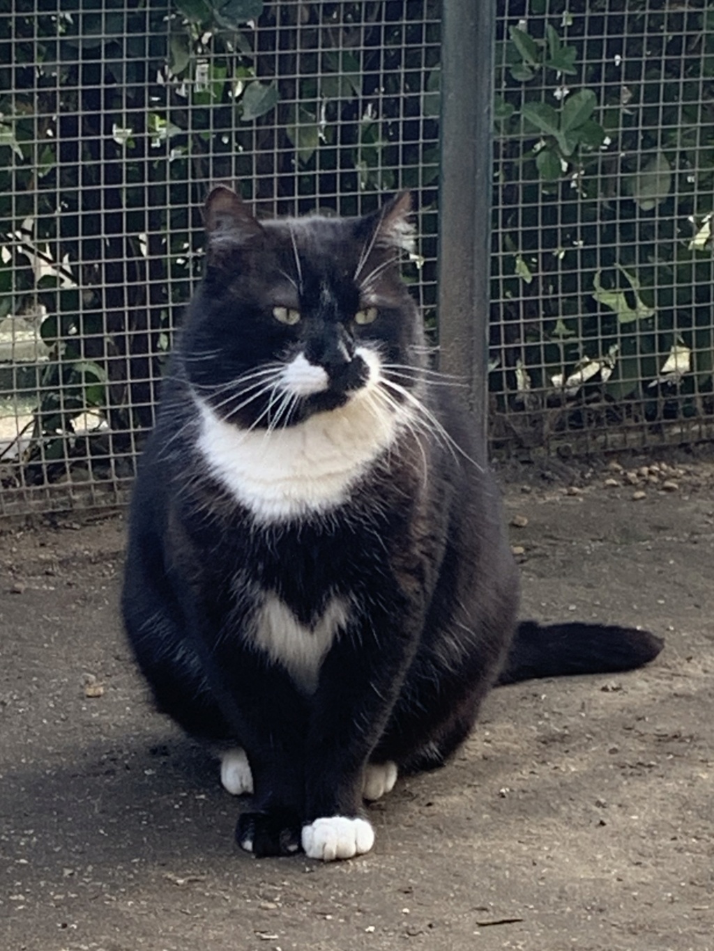 RANMA (ex ARIEL) - Noir et blanc FIV+ (2013) Img_6331