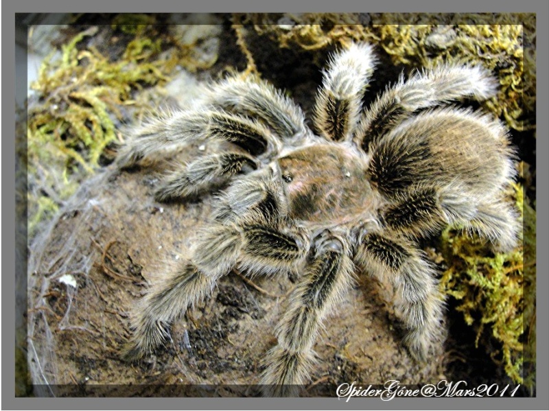 Grammostola porteri Photo125