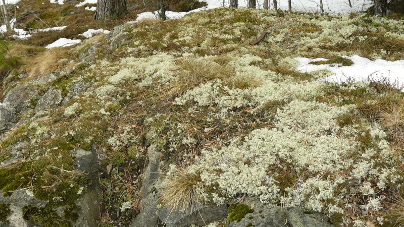 Lichens de Suède! P1080610