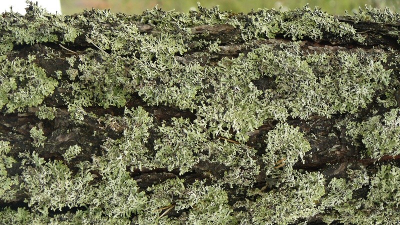 Lichens de Suède! P1080612