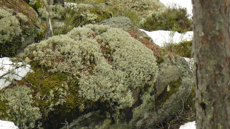 Lichens de Suède! P1080613