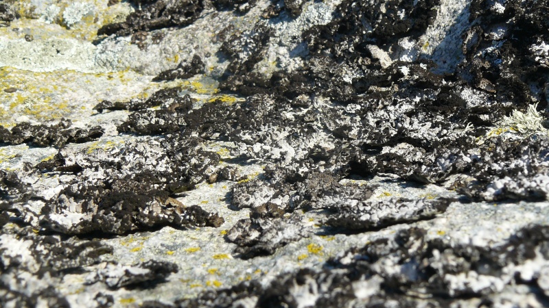 Lichens de Suède! P1090310