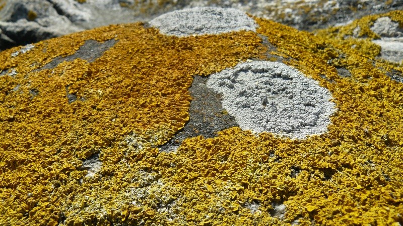 Lichens de Suède! P1090410