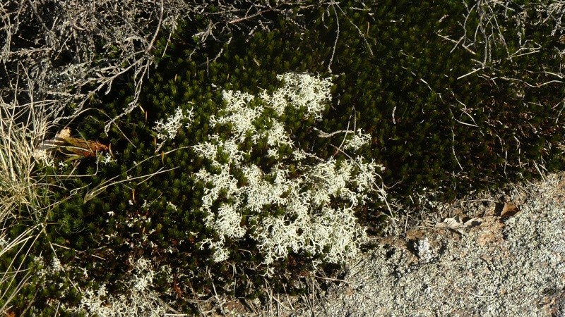 Lichens de Suède! P1090411