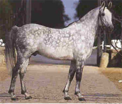 Cheval - Cavalier Sans_t71