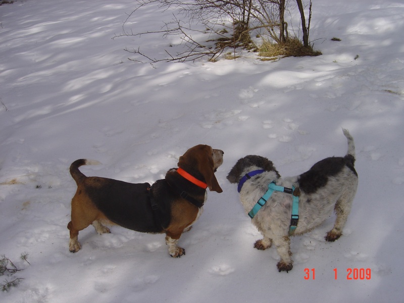 les minis saints a la neige ! Dsc00114