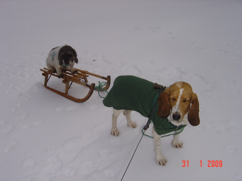 les minis saints a la neige ! Dsc00212