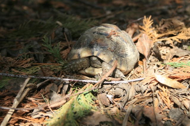 Combien en moyenne d'hibernation pour une margi? - Page 2 00610