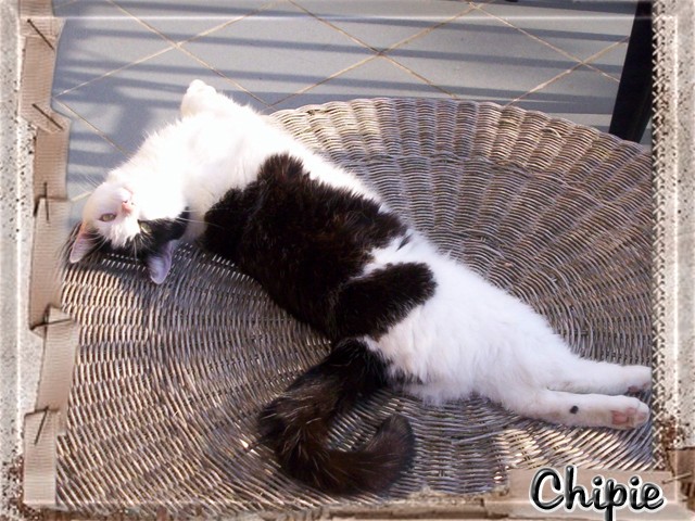 Concours MISS CHATS SPA Saverne 2008 05_chi10