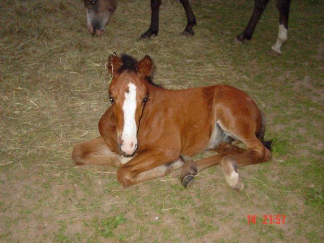 Mon loulou d'amour est parti Sheata10