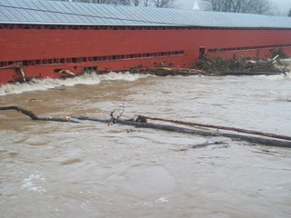 inondation de new-richmond en gaspésie(photo) Arbre_16