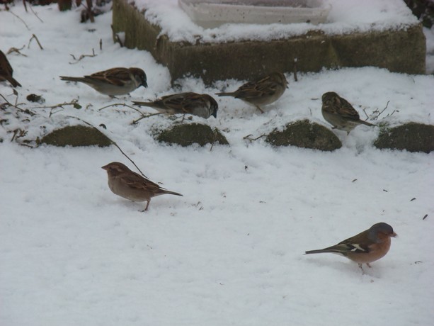 oiseaux d'hiver et oiseaux  divers Dsc01429