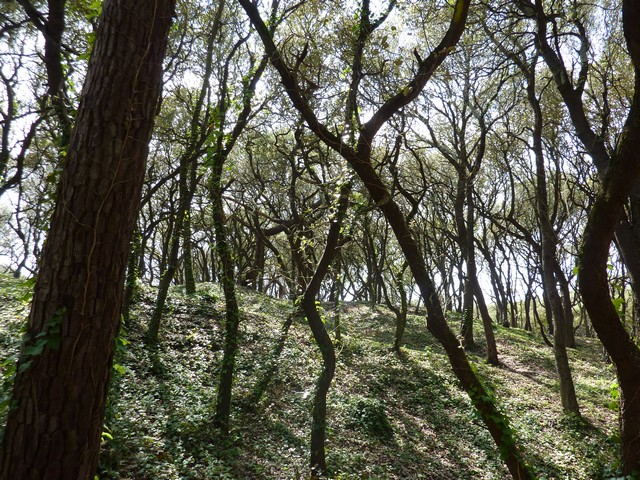 forêt dans l'île d'oléron Fichie48