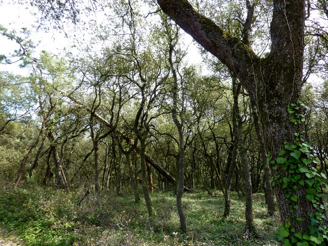 forêt dans l'île d'oléron Fichie49