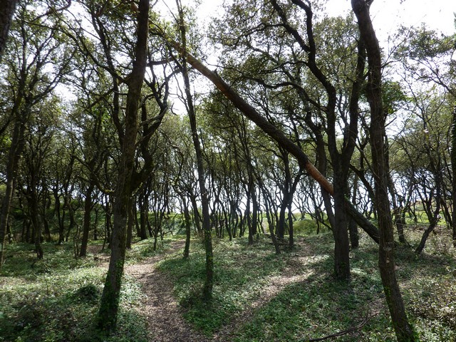 forêt dans l'île d'oléron Fichie50