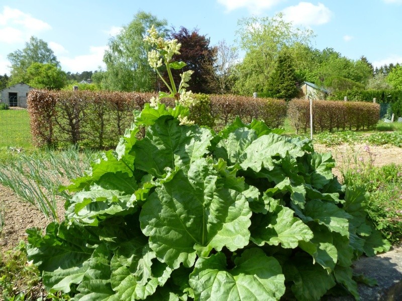 mon potager se porte bien !! Mon_po18