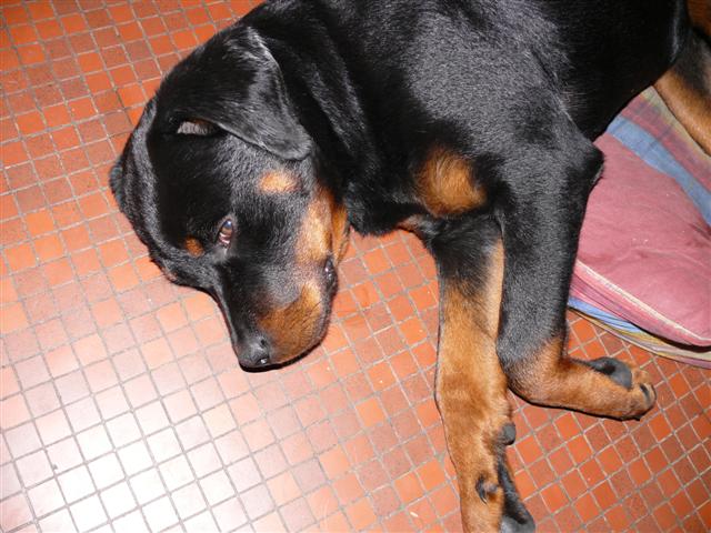 3 chiots Rottweiler femelle à placer - Elles ontz toutes une nouvelle place - Page 2 Daysi_21