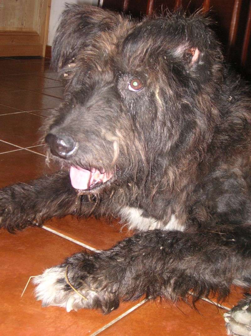 SOS pour un chien en détresse Briard10