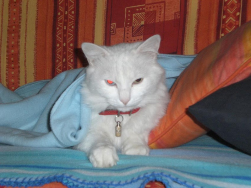 Perdu Alfy, chat blanc poil long, yeux vairons- Colomiers, mars 2011 Perdua10